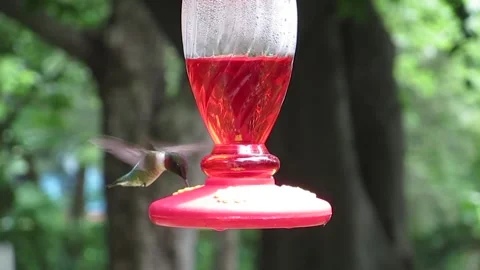 Hummingbird Drinking From Bird Feeder - 5 Second Stock Footage 237484492