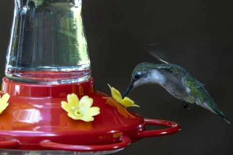 Hummingbird drinking clear nectar Foto stock