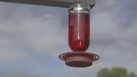 Hummingbird Drinking From Feeder 60sec Stock Footage 255151787