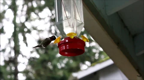 Hummingbird drinking from a feeder Stock Footage 59910065