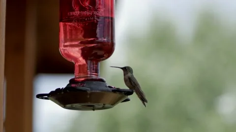 Hummingbird Drinking From Feeder Stock Footage 234166557