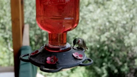 Hummingbird Drinking From Feeder Handheld Stock Footage 234166490