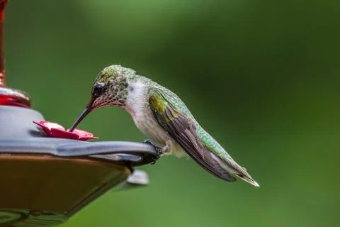 Hummingbird drinking from feeder Stock Photos