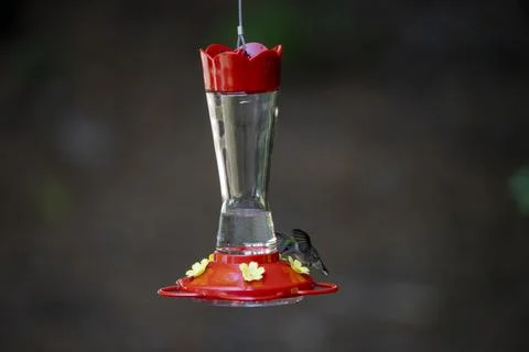 Hummingbird drinking from a feeder Stock Photos
