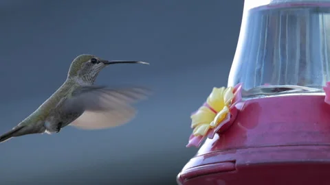 Hummingbird drinking from a feeder, slow motion, close-up shot Stock Footage 322204862