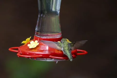 Hummingbird Drinking in Flight Stock Photos