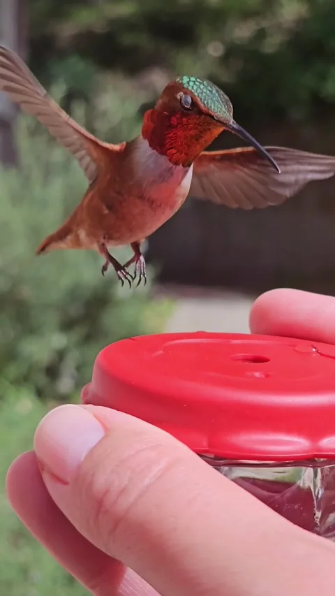 Hummingbird Drinking From a Handfeeder - 01 Mar 2025 Stock Footage 312236293