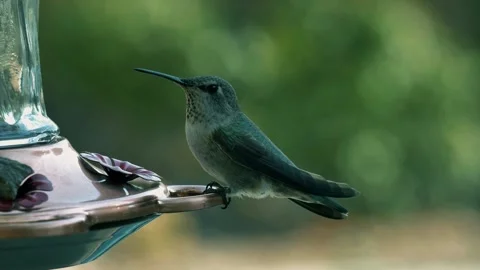 Hummingbird drinking nectar, close up bird, 4k hummingbird video Stock Footage 312227466