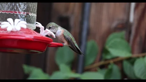 Hummingbird drinking nectar from a feeder. Stock Footage 340905622