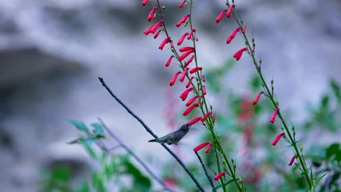 Hummingbird drinking nectar from a firecracker penstemon flower Stock-Footage 336775598