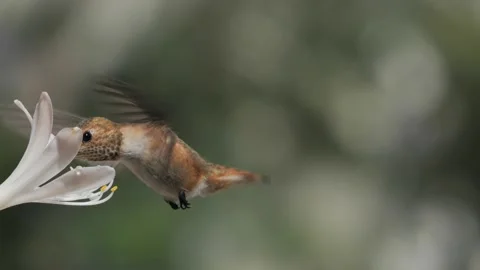 Hummingbird drinking nectar on a flower Vidéo 246893677