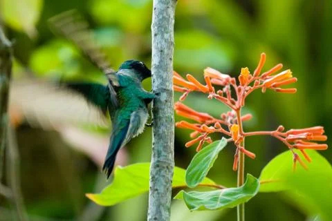 Hummingbird drinking nectar Stock Photos