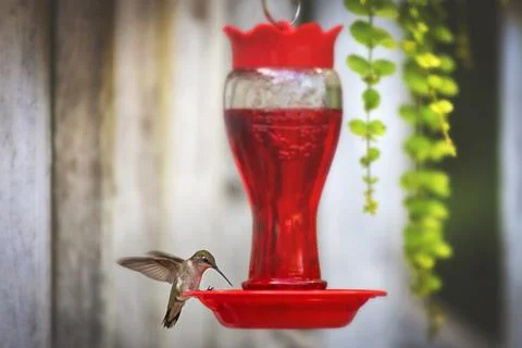 Hummingbird Drinking Nectar Stockfoto's