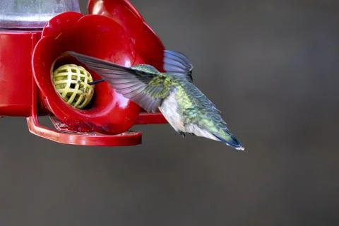 Hummingbird Drinking Nectar Stock Photos