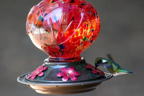Hummingbird Drinking Nectar Stock Photos