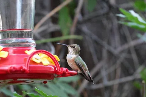 Hummingbird drinking nectar Stock Photos