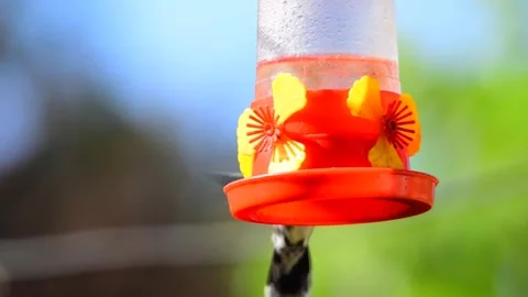 Hummingbird drinking nectar from a red feeder Video stock 280363592
