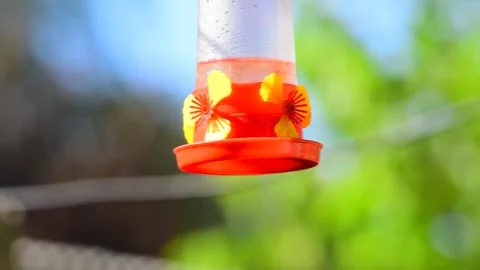 Hummingbird drinking from a red feeder Video stock 280363629