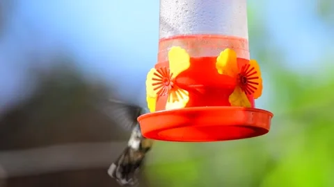 Hummingbird drinking from a red feeder Video stock 280728559