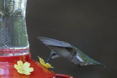 Hummingbird Drinking on the wing Stock Photos