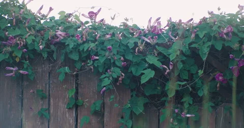 Hummingbird drinks from flower Stock Footage 201314245