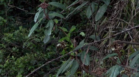 Hummingbird drinks from flowers near Haiti. Stock Footage 647184