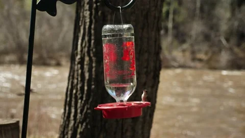 Hummingbird drinks next to river-4k Video stock 132538906