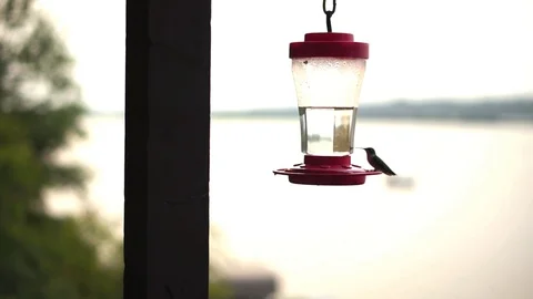 Hummingbird drinks syrup from a feeder Stockbeeldmateriaal 93589979