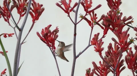 Hummingbird Drinks while Perched on Kangaroo Paw Stock Footage 63155460