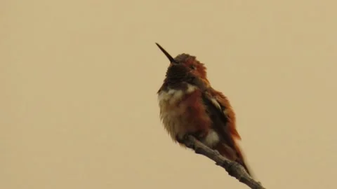 Hummingbird during Wildfire Video stock 150601812