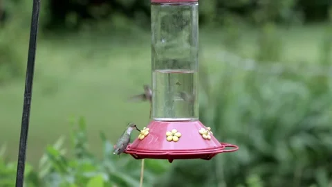 Hummingbird eating from a feeder 4K Stock-Footage 246369969