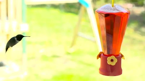 Hummingbird Eating at Feeder 스톡 동영상 63268061