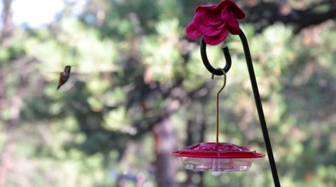 A hummingbird eating from a feeder. Stock Footage 64216680