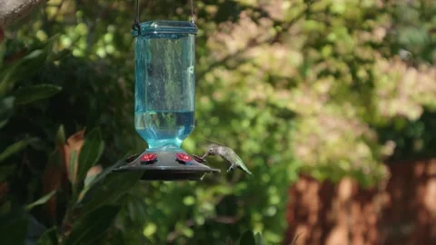 Hummingbird eating from feeder while flying Stock Footage 283957874