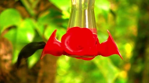 Hummingbird eating nectar from feeder Stock Footage 1008868