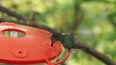 Hummingbird eats nectar from the bird feeder in Trinidad and Tobago. Stock-Footage 288285779