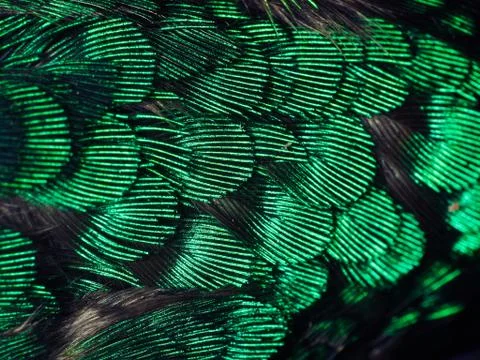 Hummingbird Feathers Close Up Stock Photos