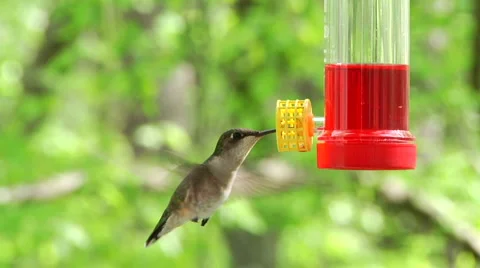 Hummingbird at feeder 01 Vidéo 4106522