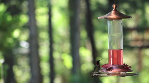 Hummingbird at Feeder 01 库存影片 38878745
