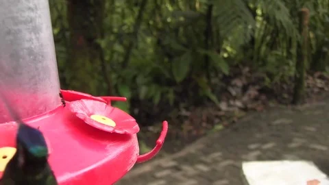 Hummingbird feeder 02 Stock Footage 83098112
