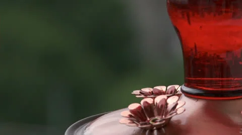 Hummingbird at feeder.  2013 Stock Footage 23665055