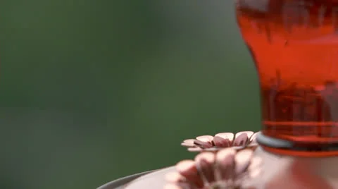 Hummingbird at feeder.  2013 Video stock 23672637