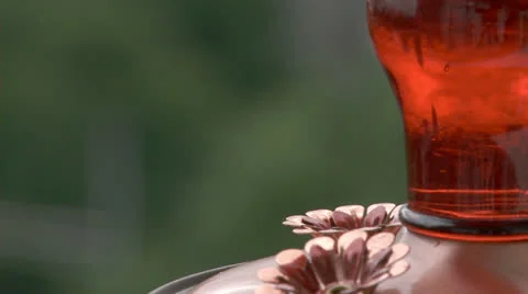 Hummingbird at feeder.  2013 Stock Footage 23672648