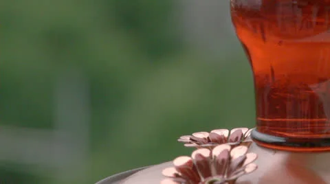 Hummingbird at feeder.  2013 Stock Footage 23718745