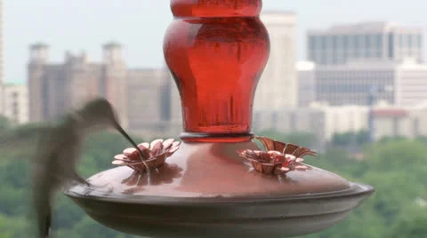 Hummingbird at feeder.  2013 Stock Footage 23721673