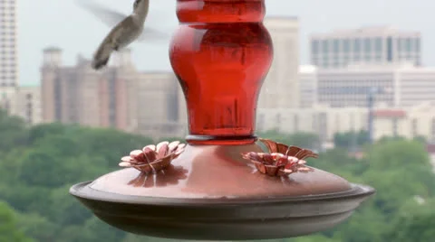 Hummingbird at feeder.  2013 Video stock 23721795