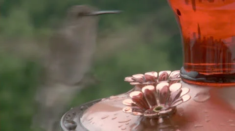 Hummingbird at feeder.  2013 Stock Footage 23722209