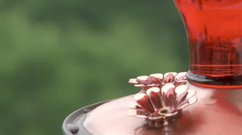 Hummingbird at feeder.  2013 Stock Footage 23722438