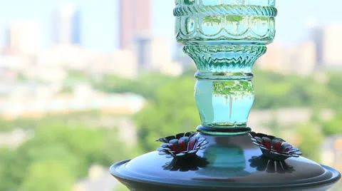 Hummingbird at feeder.  2013 Stock Footage 24313279