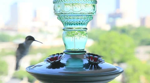Hummingbird at feeder.  2013 Stock Footage 24313919
